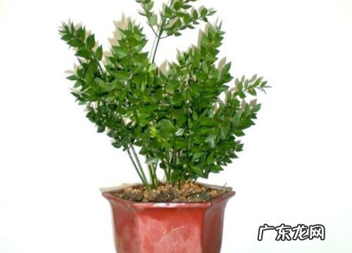 瓜子松盆景如何养护才能轻松开出花朵来