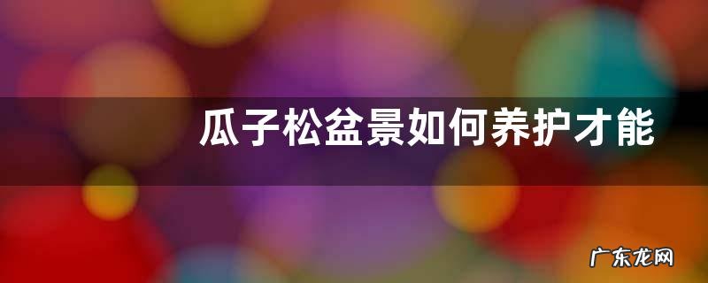 瓜子松盆景如何养护才能轻松开出花朵来