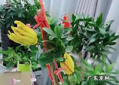 怎么养护才能让佛手开花结果