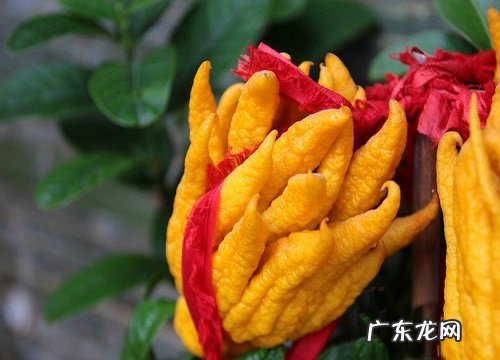 怎么养护才能让佛手开花结果