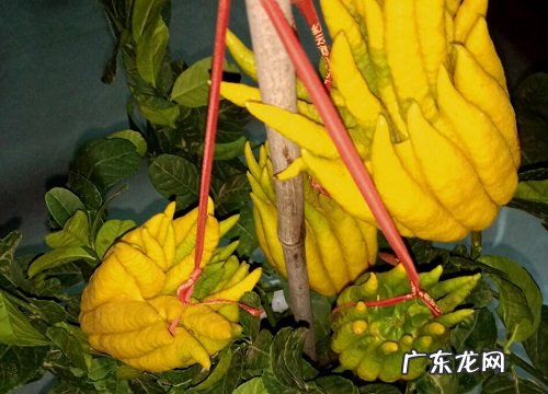 怎么养护才能让佛手开花结果