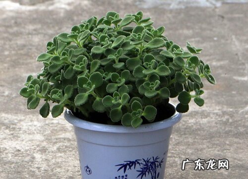 分享碰碰香的养殖方法