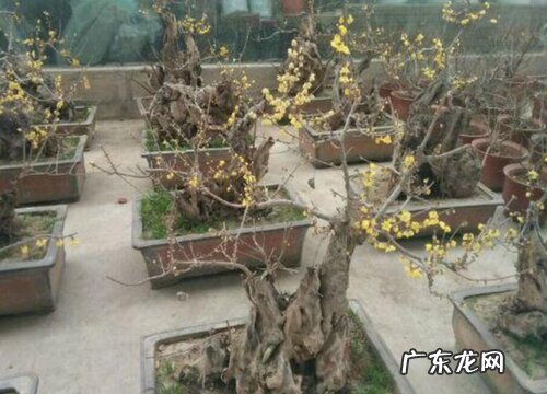 腊梅开花少或者是不开花是什么原因引起的