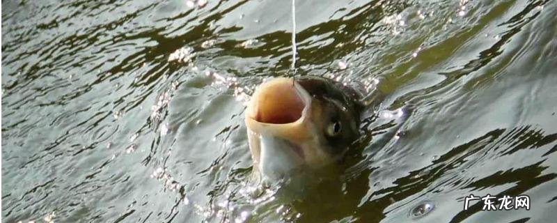 夏季钓鲢鱼技巧大全,附其饵料配置