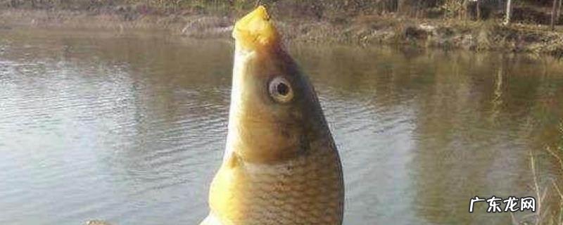 夏季钓鲤鱼技巧大全,附其饵料配方