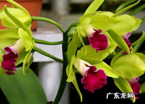 万代兰是哪个国家的国花