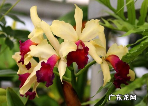 万代兰是哪个国家的国花