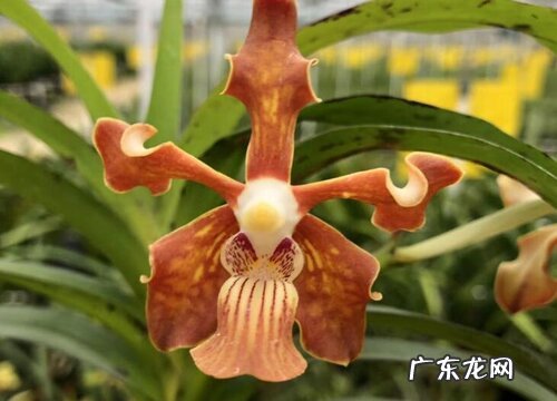 万代兰是哪个国家的国花