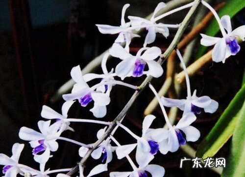 万代兰是哪个国家的国花