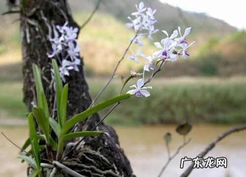 万代兰是哪个国家的国花