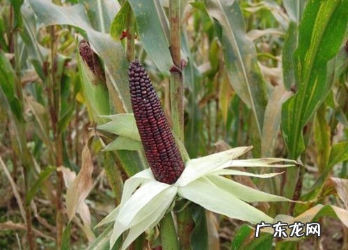 玉米多久浇一次水