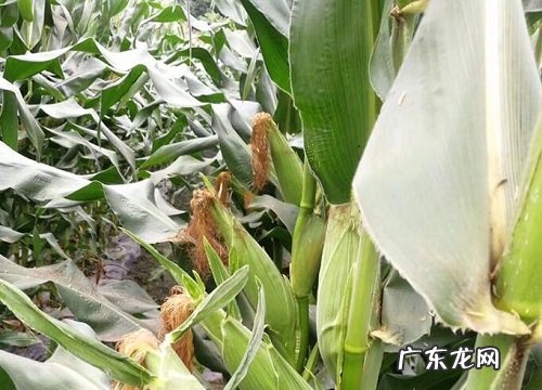 玉米多久浇一次水