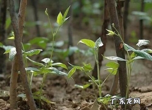 长豆角种植时间和方法