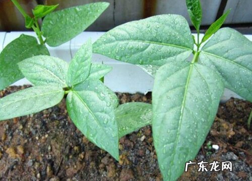 长豆角种植时间和方法