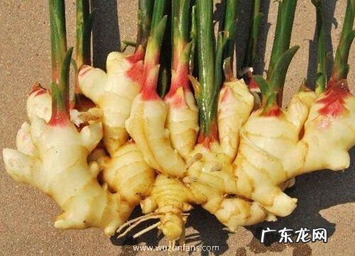 盆栽生姜栽种技巧