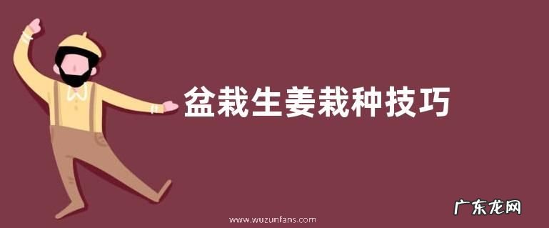盆栽生姜栽种技巧