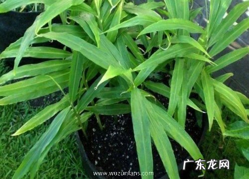 盆栽生姜栽种技巧