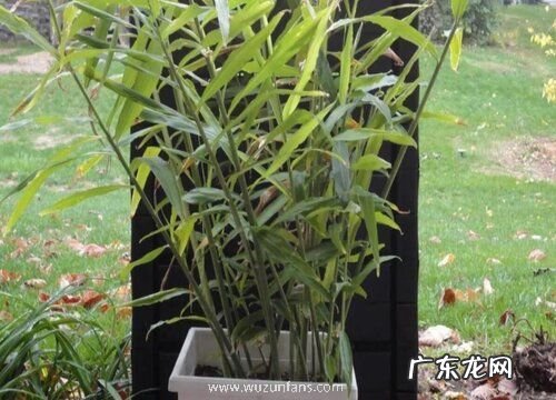 盆栽生姜栽种技巧