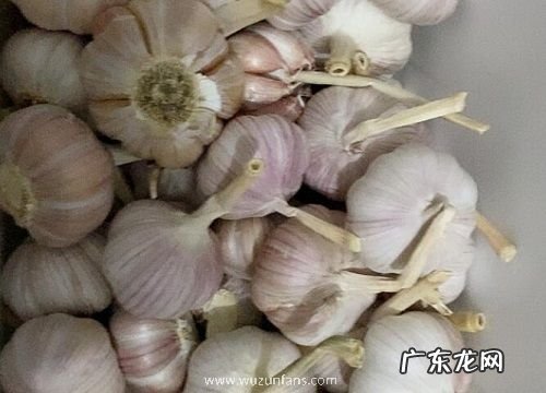 大蒜是植物吗 属于百合科多年生草本植物