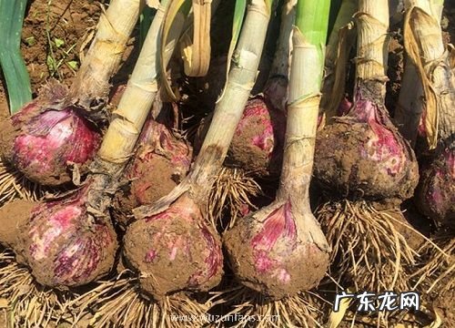 大蒜是植物吗 属于百合科多年生草本植物