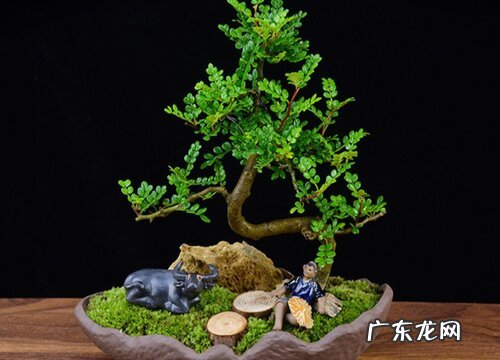 厕所适合放什么植物