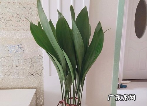 厕所适合放什么植物