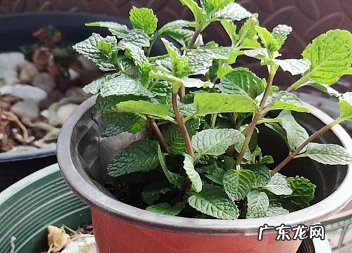 厕所适合放什么植物