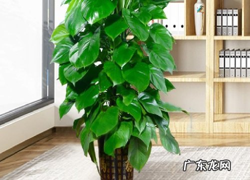 柱状绿萝夏季养殖注意事项