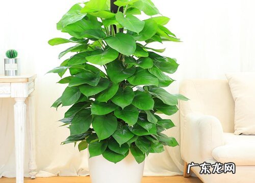 柱状绿萝夏季养殖注意事项