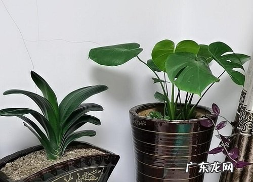 耐阴的室外花卉有哪些