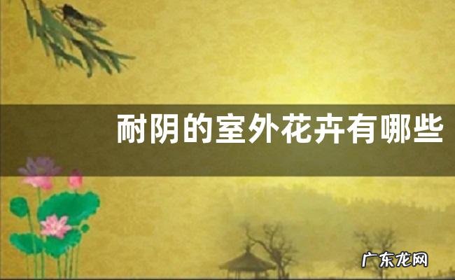 耐阴的室外花卉有哪些