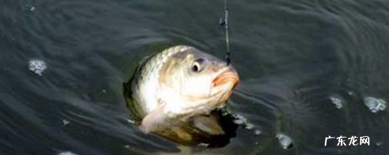 钓鲫鱼怎么调漂?漂型怎样选择