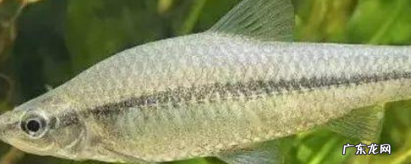 钓白条鱼的最佳时间,附饵料选用