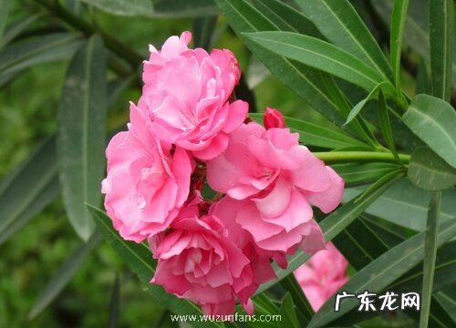 柳叶桃如何养护管理