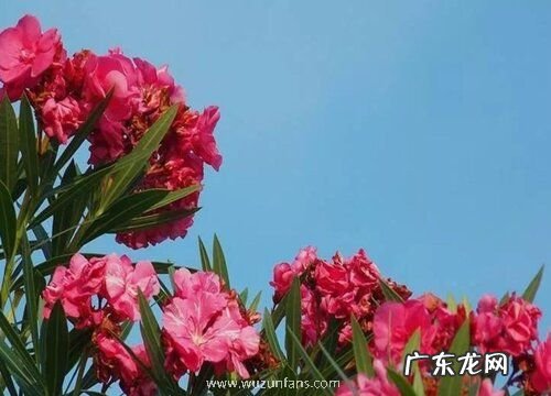 柳叶桃如何养护管理