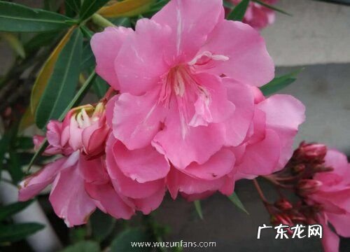 柳叶桃如何养护管理