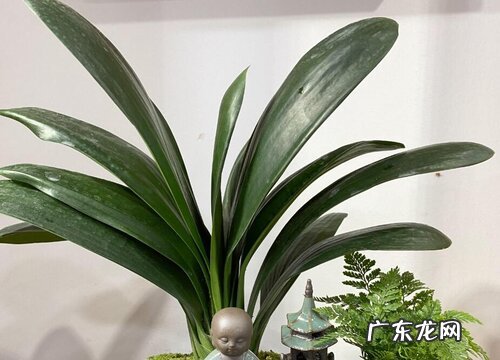 君子兰烂根和叶片腐烂怎么处理