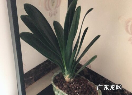 君子兰烂根和叶片腐烂怎么处理