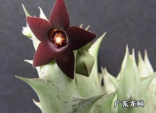 图片 多肉龙角开花有毒吗 属于开花植物