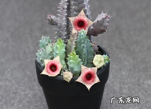 图片 多肉龙角开花有毒吗 属于开花植物