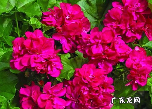 家里好养的花卉有哪些