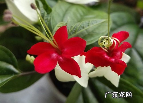 家里好养的花卉有哪些