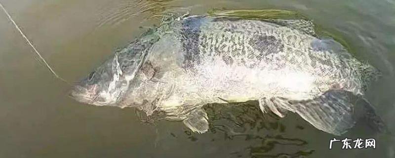 钓鳜鱼有哪些技巧?常用钓法有哪些