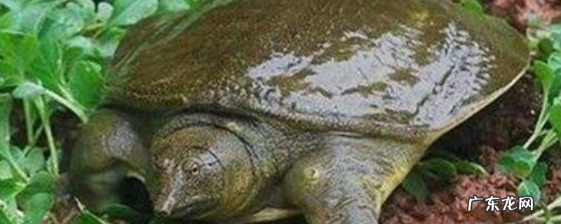 钓甲鱼实用技巧大全,详细如下