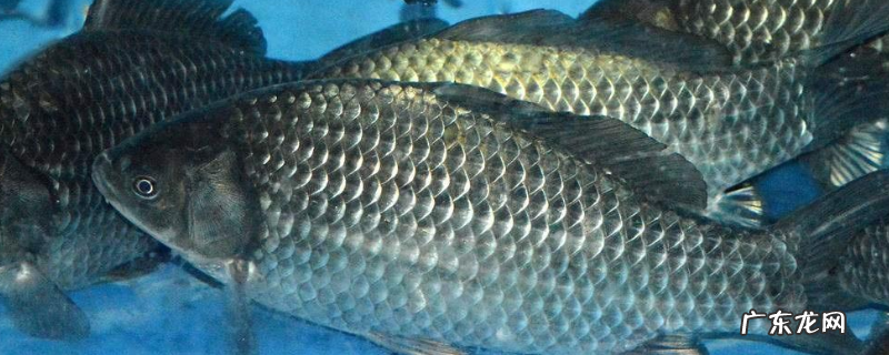 钓鲫鱼能用玉米粒吗？附饵料推荐