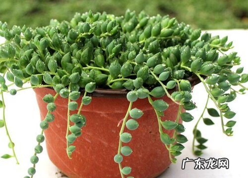 爱之蔓的养殖方法