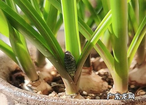 枯萎后起球第二年还能养吗 风信子开花后种球怎么处理