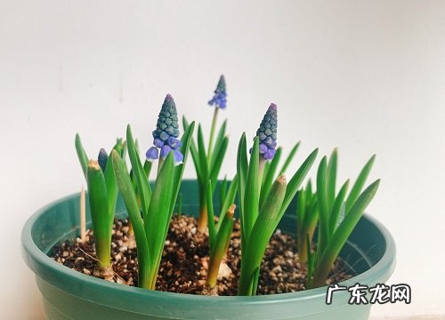 枯萎后起球第二年还能养吗 风信子开花后种球怎么处理