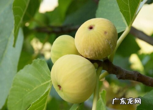 无花果怎么样才能长出健康的果实