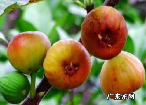 无花果怎么样才能长出健康的果实